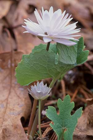 Double Bloodroot