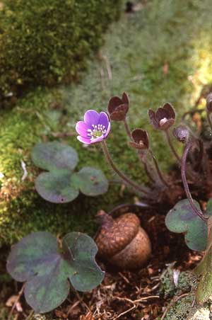 Hepatica