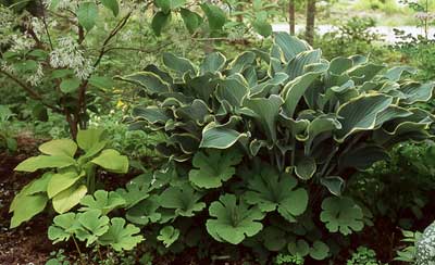 Hosta-&-Bloodroot