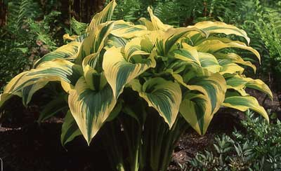 Hosta-montana-aureomarginat