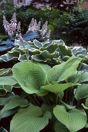 Mixed Hostas