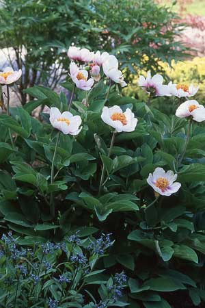 Peony-japonica