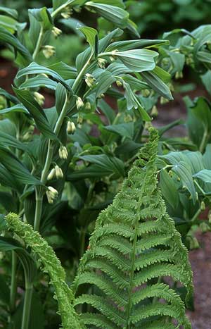 Solomon-Seal