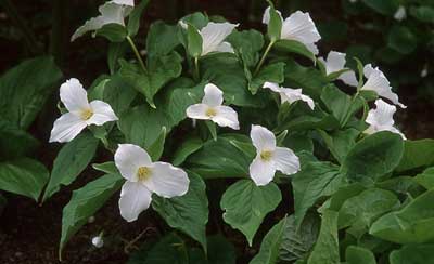 Trillium-grandiflorum