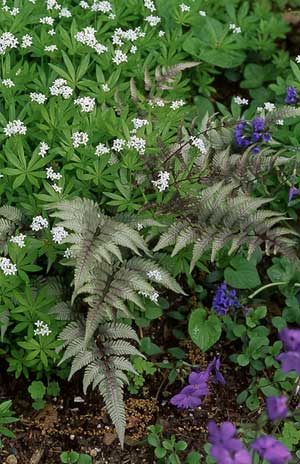 Woodruff-&-Fern